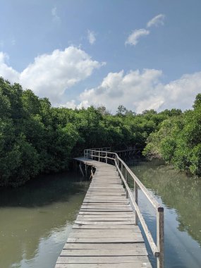 Mangrove Ormanı Koruması Bali 'de. Denpasar 'ın güney kısmı doğal olarak mangrov ormanının yeşil kuşağıyla korunuyor..