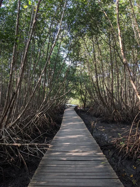 Mangrove Forest Conservation in Bali. The southern part of Denpasar is naturally protected by a green belt of mangrove forest.