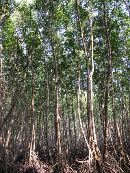 Conservação Floresta Manguezal Bali Parte Sul Denpasar Naturalmente Protegida Por — Fotografia de Stock