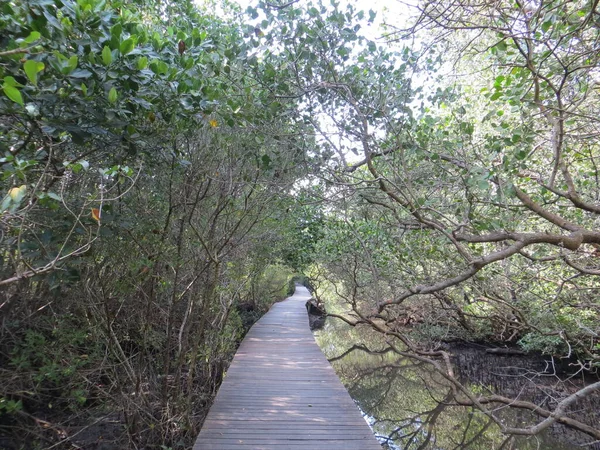 Mangrove Forest Conservation in Bali. The southern part of Denpasar is naturally protected by a green belt of mangrove forest.