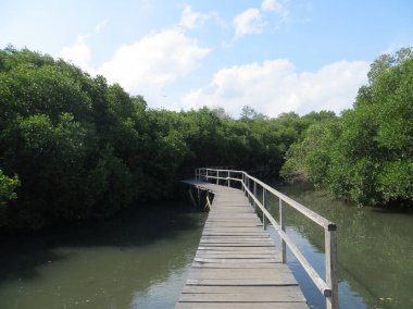 Mangrove Ormanı Koruması Bali 'de. Denpasar 'ın güney kısmı doğal olarak mangrov ormanının yeşil kuşağıyla korunuyor..