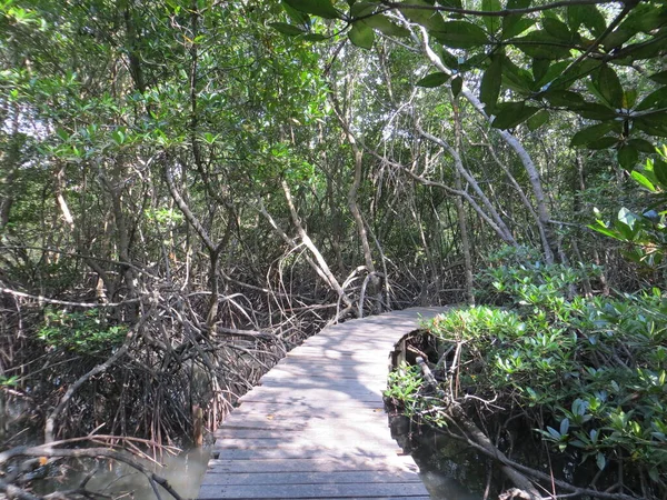 Conservation Des Forêts Mangroves Bali Partie Sud Denpasar Est Naturellement — Photo