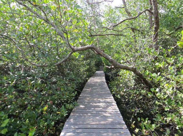 Conservação Floresta Manguezal Bali Parte Sul Denpasar Naturalmente Protegida Por — Fotografia de Stock