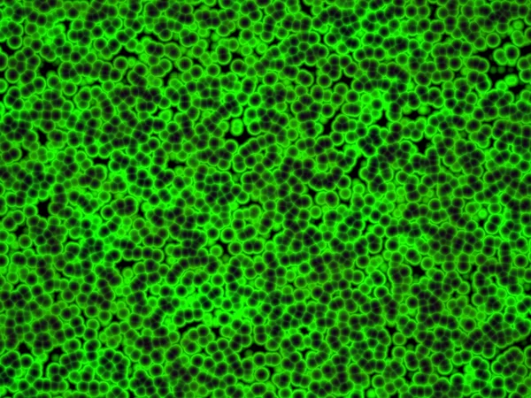 Kolonin cyanobakterier under Mikroskop Stockbild