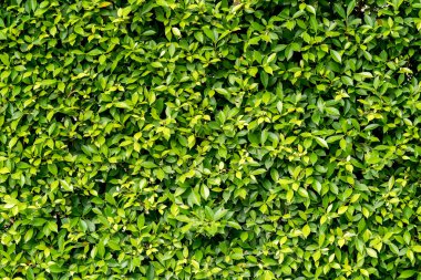 yaprakları duvar arka plan