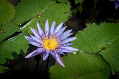 Sarı polen ile mavi lotus