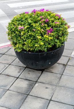 Saksıyı beton zemin