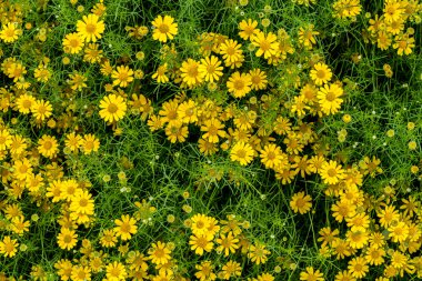 Yeşil yaprakları yere