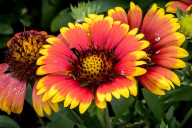 Yeşil yaprakları kırmızı ve sarı çiçek