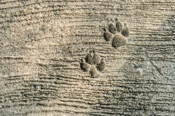 Dog footprint on cement