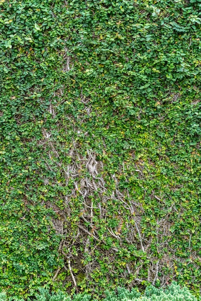 Hinterlässt Wandstruktur — Stockfoto