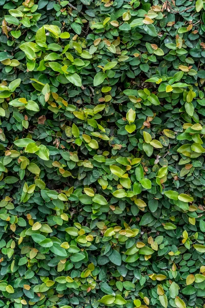 Bladeren muur achtergrond — Stockfoto