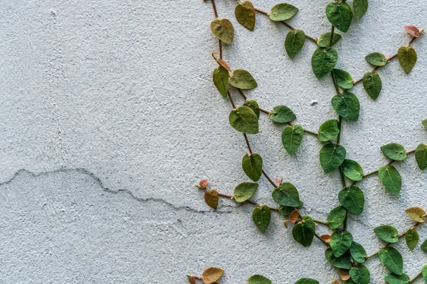 White wall with green plants — Stock Photo, Image