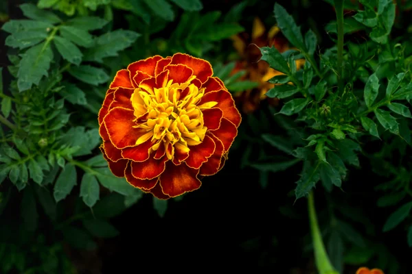 Merigold オレンジ花 — ストック写真