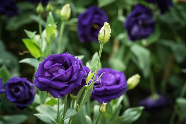 Mor lisianthus çiçek yeşil yapraklarda