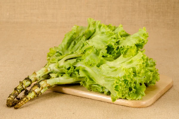 Fresh green lettuce — Stock Photo, Image