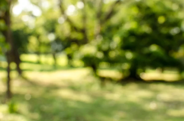 Grüner Garten verschwommener Hintergrund — Stockfoto