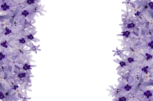 紫色の花の背景 — ストック写真