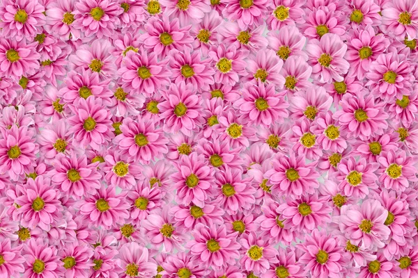 Roze bloemen achtergrond — Stockfoto