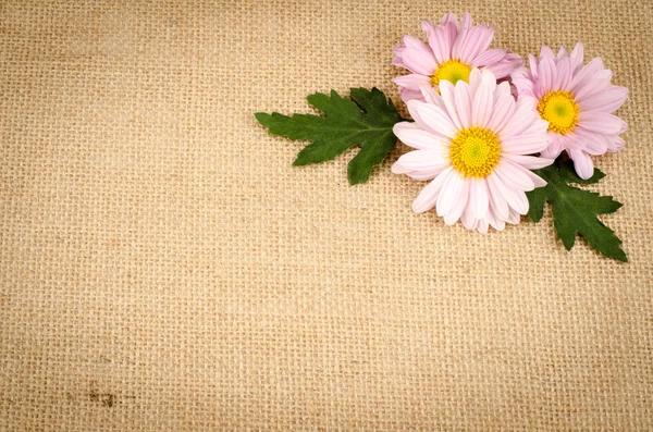 Fondo de flores — Foto de Stock