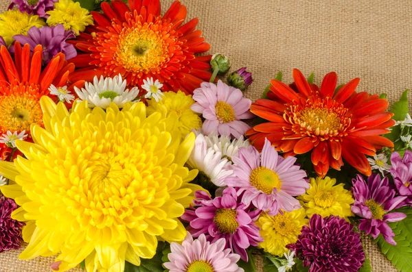 Flores a todo color —  Fotos de Stock