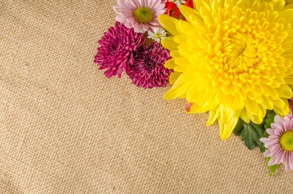 Volledige kleur bloemen — Stockfoto