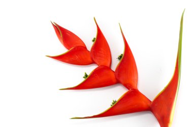Tropik helikonya çiçeği (Heliconia stricta)