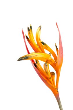 Tropik helikonya çiçeği (Heliconia stricta)