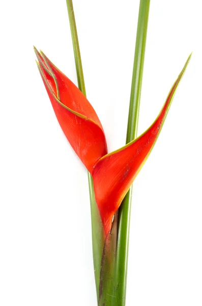 Kwiat helikoniaku tropikalnego (Heliconia stricta)) — Zdjęcie stockowe