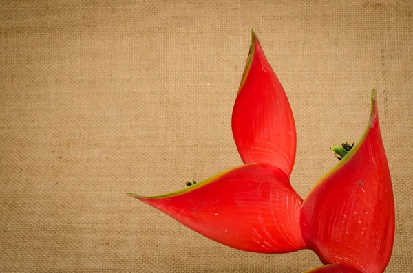 Flor de heliconia tropical (Heliconia stricta ) — Fotografia de Stock