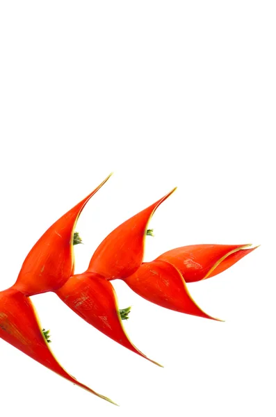 Tropische Heliconia-Blume (Heliconia stricta)) — Stockfoto