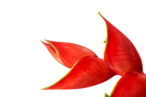 Tropik helikonya çiçeği (Heliconia stricta) — Stok fotoğraf