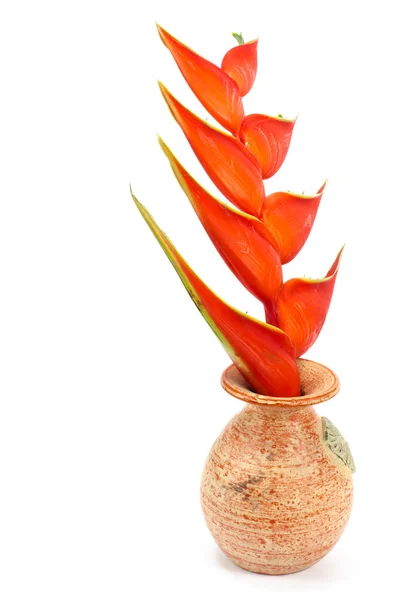 Fiore di eliconia tropicale (Heliconia stricta ) — Foto Stock