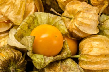 Cape bektaşi üzümü