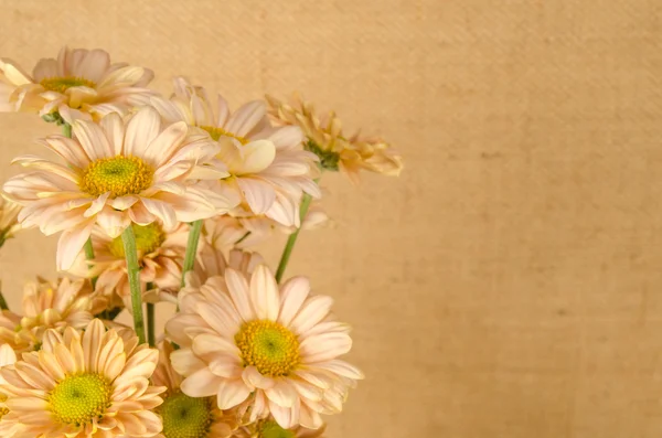 Fundo de flores — Fotografia de Stock