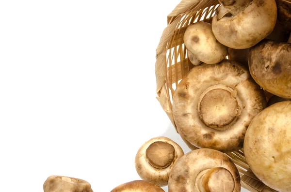 Champignon-Pilz — Stockfoto