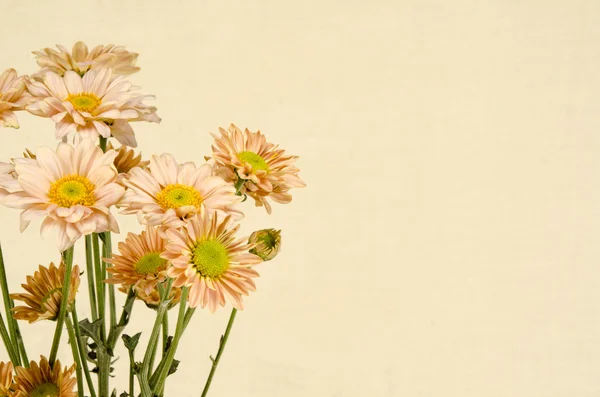 Fundo de flores — Fotografia de Stock