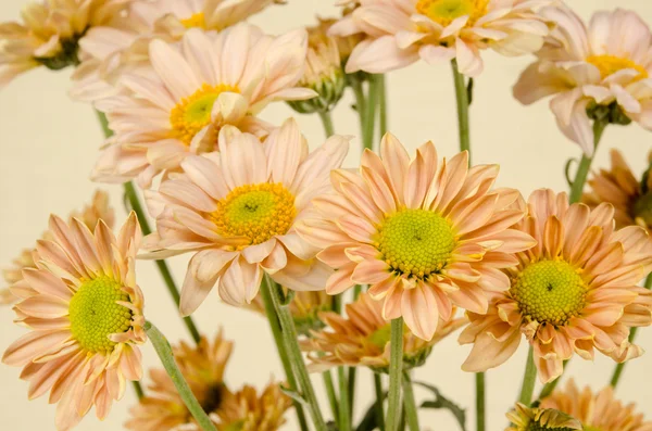 Fundo de flores — Fotografia de Stock