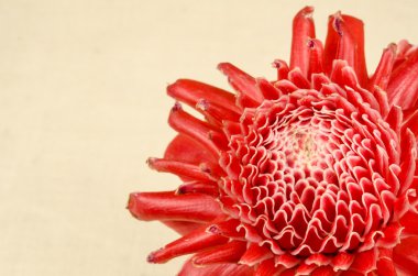 Görüntü meşale zencefil