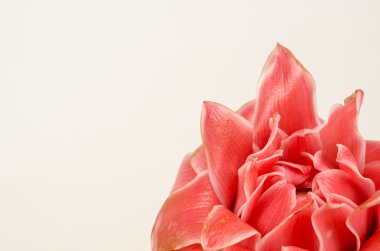 Görüntü meşale zencefil