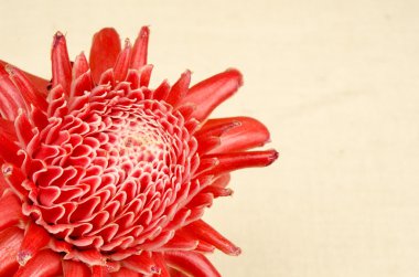 Görüntü meşale zencefil