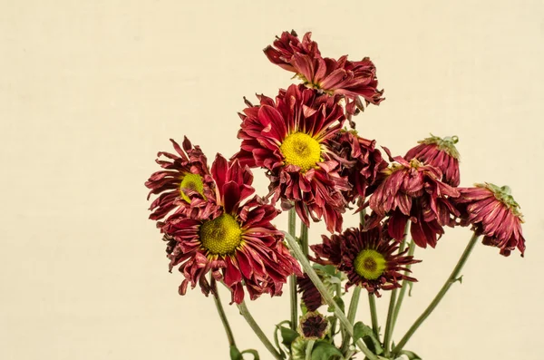 Imagem de flores — Fotografia de Stock