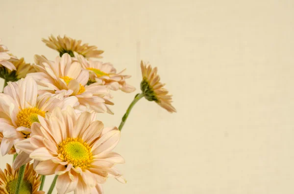 Imagem de fundo de flores — Fotografia de Stock