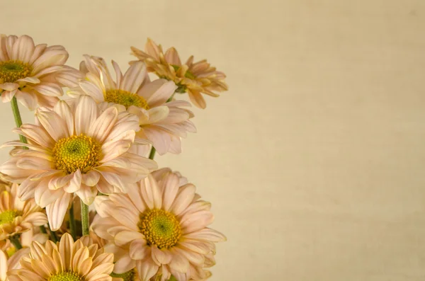 Imagem de fundo de flores — Fotografia de Stock