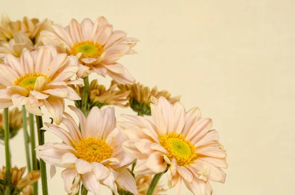 花の背景のイメージ — ストック写真