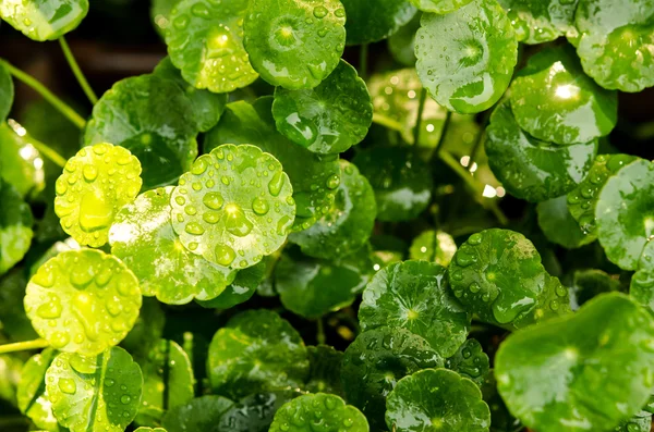 Gotu kola — Fotografia de Stock