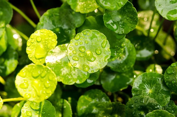 Gotu kola — Fotografia de Stock