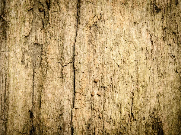 Grunge dřevo — Stock fotografie