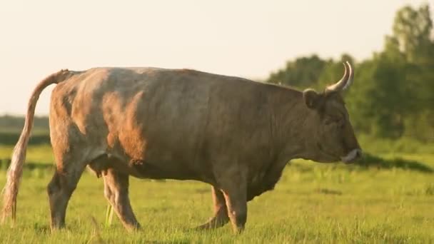 Grand Bœuf Aux Longues Cornes Paît Dans Champ — Video