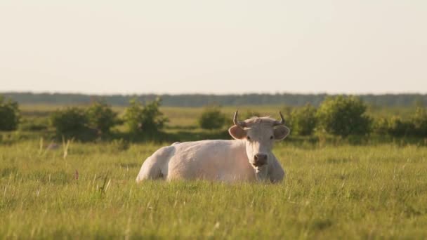 Gran Buey Blanco Con Cuernos Largos Descansa Parque — Vídeos de Stock